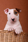 Bull Terrier Puppy