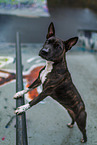 female Bull Terrier
