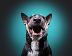 Bull Terrier Portrait