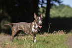 Bull Terrier in summer