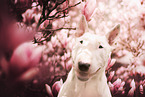 Bull Terrier