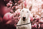 Bull Terrier