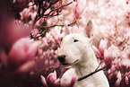 Bull Terrier