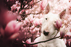 Bull Terrier
