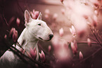 Bull Terrier