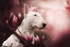 Bull Terrier