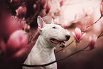 Bull Terrier