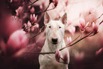 Bull Terrier
