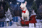 male Bull Terrier