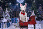 male Bull Terrier