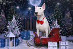 male Bull Terrier