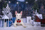 male Bull Terrier