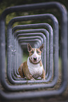 Bull Terrier