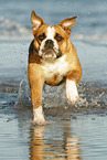 running bulldog