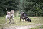 dogs