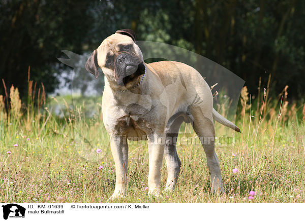 male Bullmastiff / KMI-01639