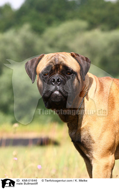 Bullmastiff Rde / male Bullmastiff / KMI-01646