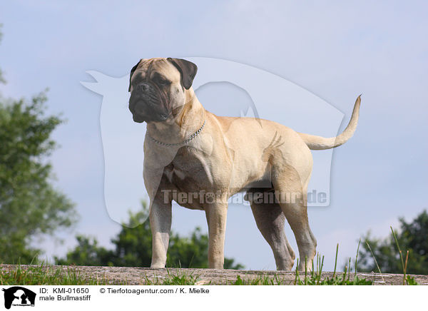 male Bullmastiff / KMI-01650