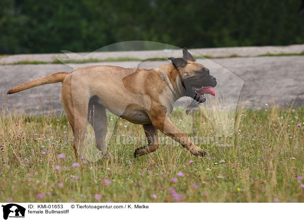 Bullmastiff Hndin / female Bullmastiff / KMI-01653