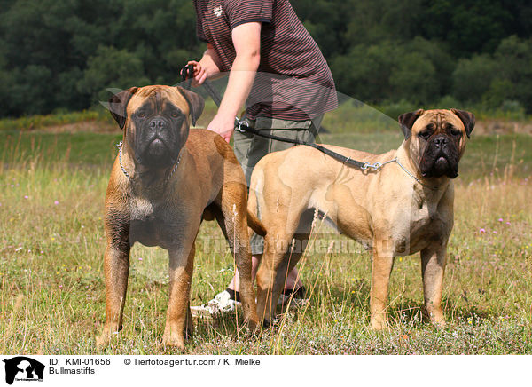 Bullmastiffs / Bullmastiffs / KMI-01656