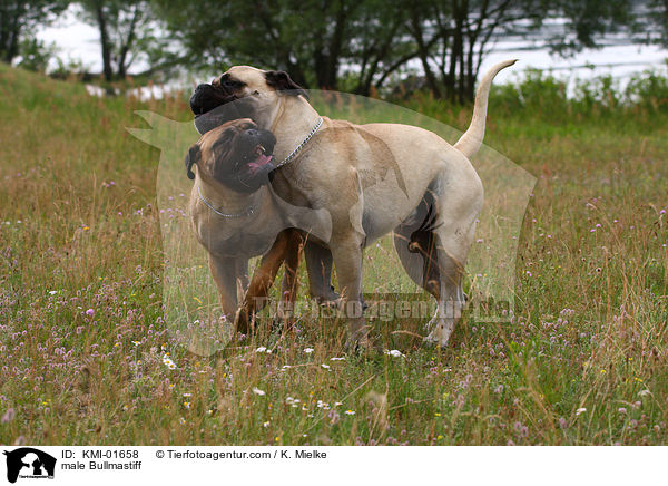 Bullmastiff Rde / male Bullmastiff / KMI-01658