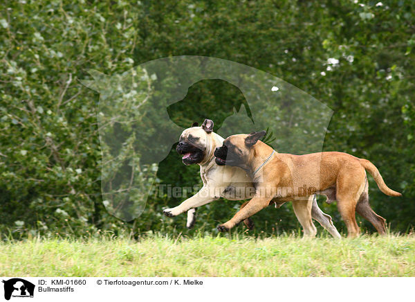 Bullmastiffs / Bullmastiffs / KMI-01660