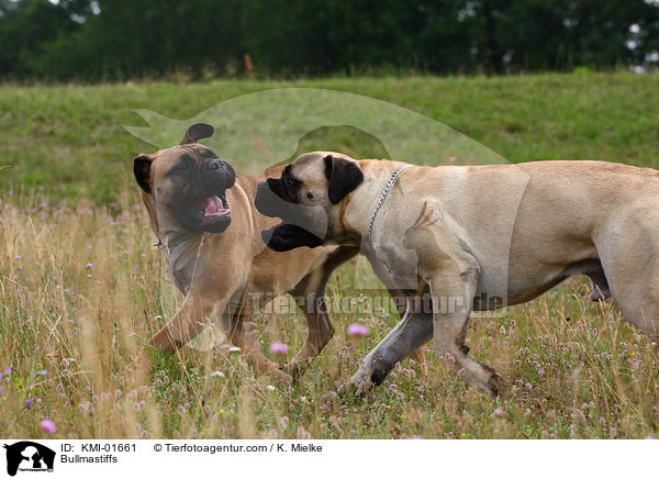 Bullmastiffs / Bullmastiffs / KMI-01661