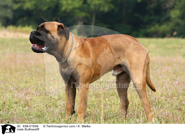 Bullmastiff Rde / male Bullmastiff / KMI-01668