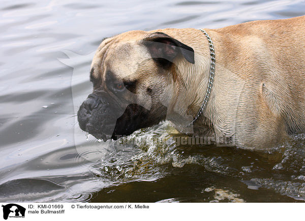 Bullmastiff Rde / male Bullmastiff / KMI-01669