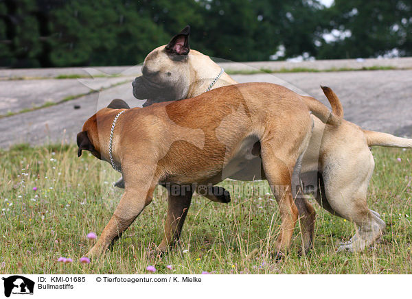 Bullmastiffs / Bullmastiffs / KMI-01685