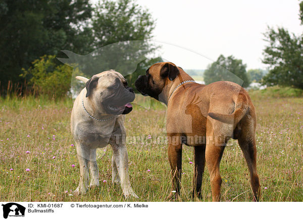 Bullmastiffs / Bullmastiffs / KMI-01687