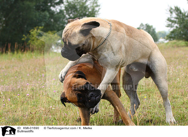 Bullmastiffs / Bullmastiffs / KMI-01690
