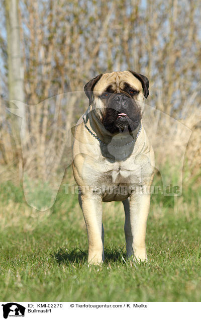 Bullmastiff / Bullmastiff / KMI-02270