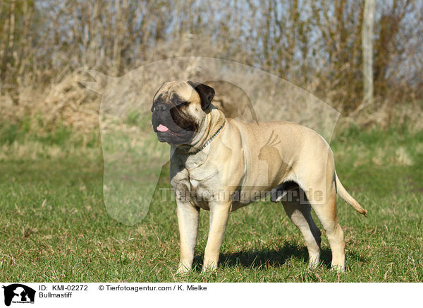 Bullmastiff / Bullmastiff / KMI-02272