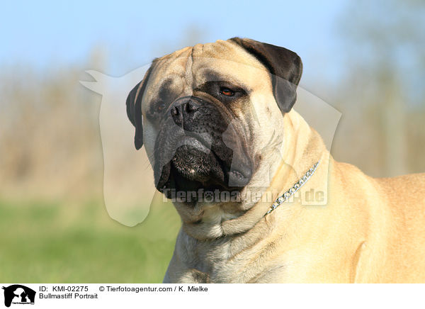 Bullmastiff Portrait / Bullmastiff Portrait / KMI-02275