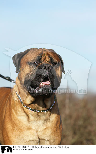 Bullmastiff Portrait / Bullmastiff Portrait / KL-05837