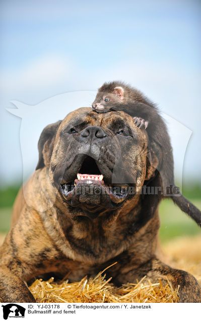 Bullmastiff und Frettchen / Bullmastiff and ferret / YJ-03178