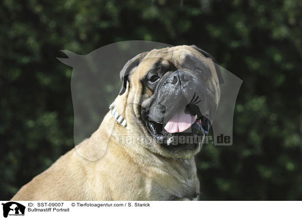 Bullmastiff Portrait / Bullmastiff Portrait / SST-09007