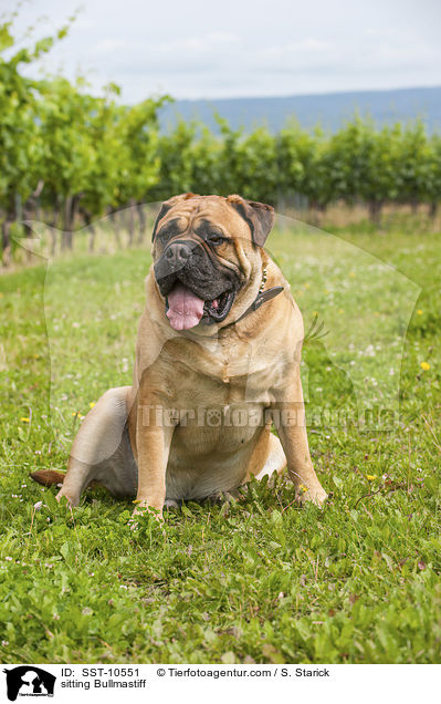 sitzender Bullmastiff / sitting Bullmastiff / SST-10551