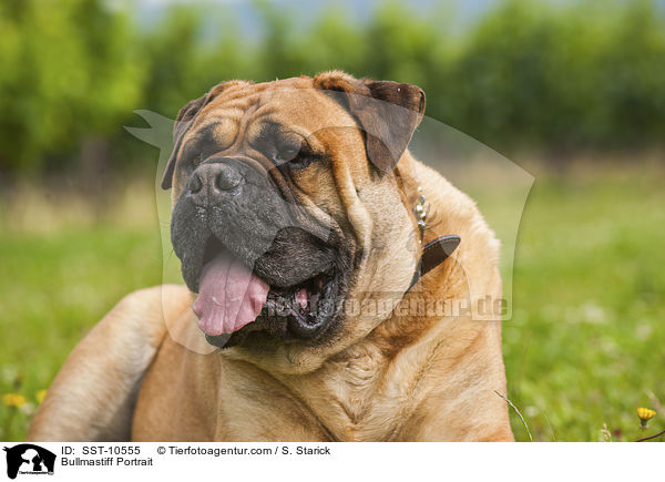 Bullmastiff Portrait / Bullmastiff Portrait / SST-10555