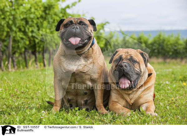 Bullmastiffs / Bullmastiffs / SST-10557