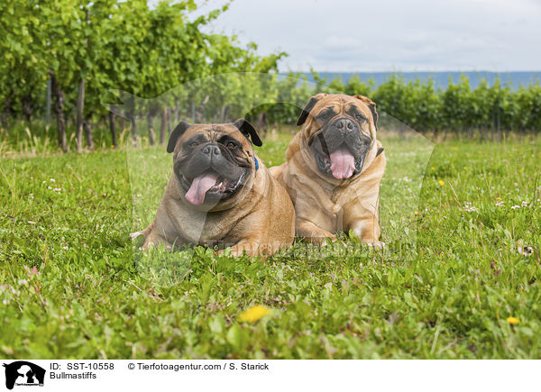 Bullmastiffs / Bullmastiffs / SST-10558