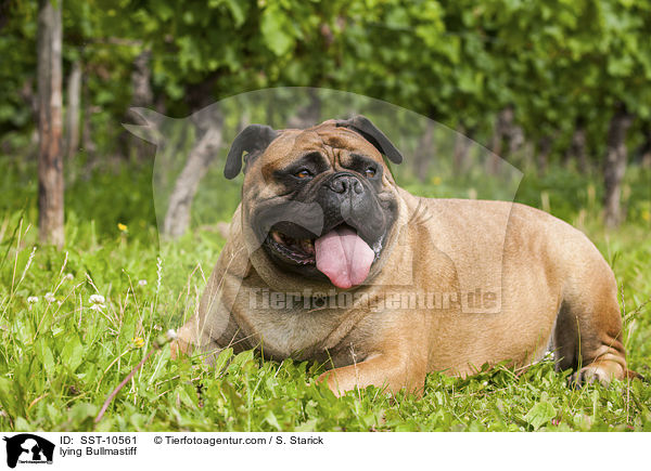 liegender Bullmastiff / lying Bullmastiff / SST-10561