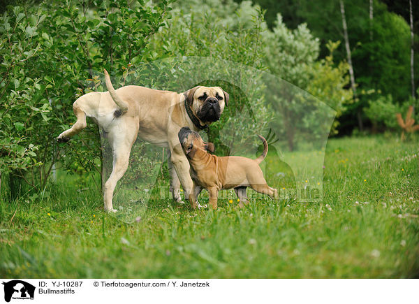 Bullmastiffs / Bullmastiffs / YJ-10287