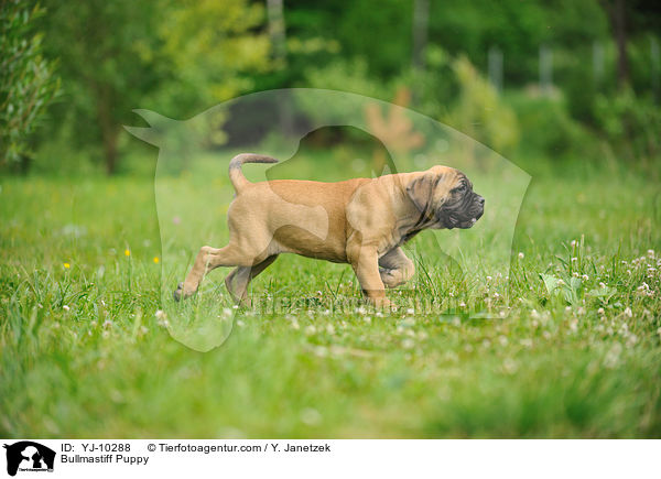 Bullmastiff Welpe / Bullmastiff Puppy / YJ-10288