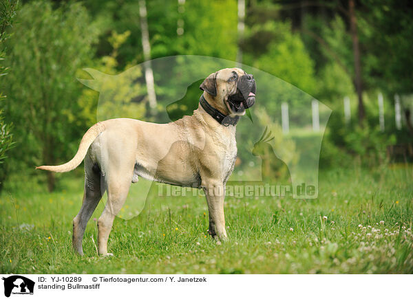 stehender Bullmastiff / standing Bullmastiff / YJ-10289