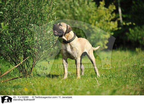 stehender Bullmastiff / standing Bullmastiff / YJ-10290