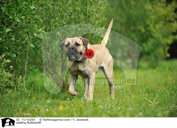 laufender Bullmastiff / walking Bullmastiff / YJ-10293