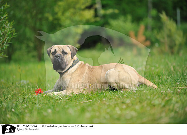 liegender Bullmastiff / lying Bullmastiff / YJ-10294