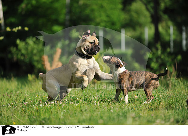 2 dogs / YJ-10295
